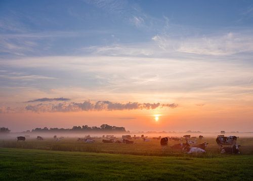many cows in misty meadow during sunrise under beautiful colourful sky