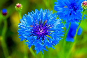 Blue cornflower in green by Ivonne Fuhren-van de Kerkhof