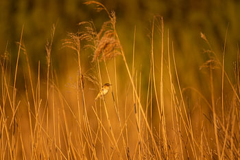 rietzanger zingend in moerasgebied golden hour