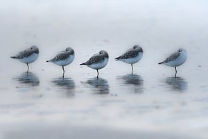 Drieteen strandloper lekker slapen sur Koo de Strandjutter