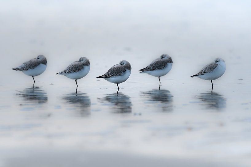 Drieteen strandloper lekker slapen par Koo de Strandjutter