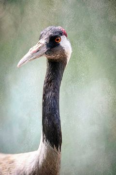 Oog in oog met een kraanvogel, Grus Grus van Rietje Bulthuis