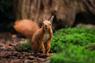 Rotes Eichhörnchen riecht, ob es Futter gibt von Gerben De Schuiteneer