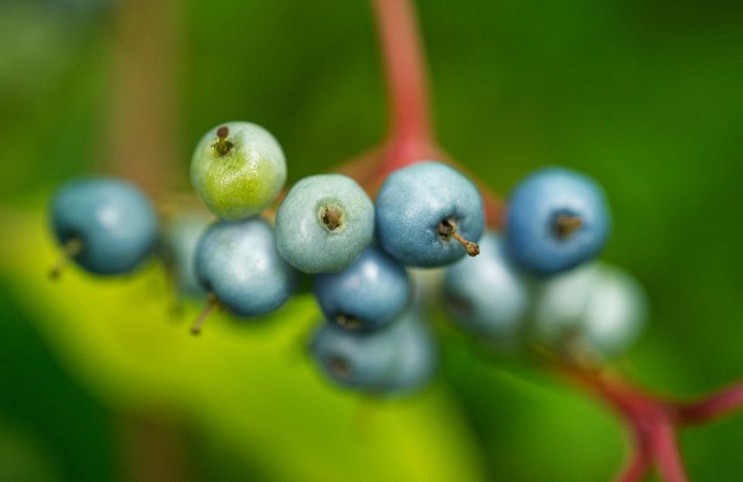 Blue Porcelain-berry by Iris Holzer Richardson