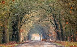 Forest road with deer - Afferden by Guus Rameckers
