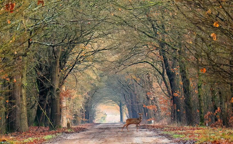 Chemin forestier avec cerfs - Afferden par Guus Rameckers