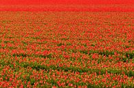 Rood bollenveld met tulpen van Ilya Korzelius thumbnail