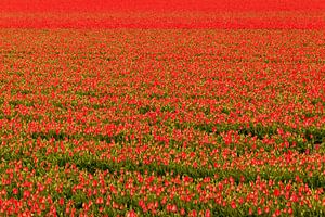 Rotes Zwiebelfeld mit Tulpen von Ilya Korzelius