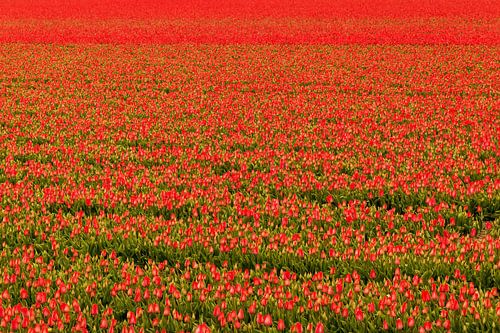 Rood bollenveld met tulpen