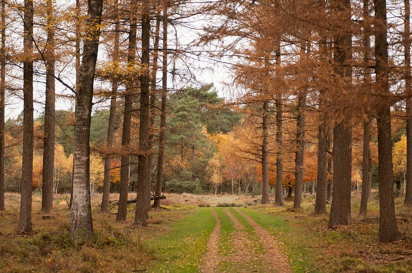 Herbstliche Regale Gambeson von Nancy van Verseveld