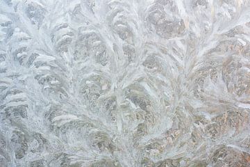 Iceflowers on glass in winter 7008020012 photographer Fred Roest, by Fred Roest