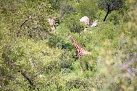 Giraffe in the bush