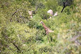 Giraffe im Busch von Suzy den Engelse