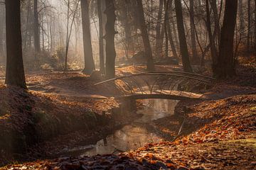 Sunrise through the woods by Danielle de Graaf