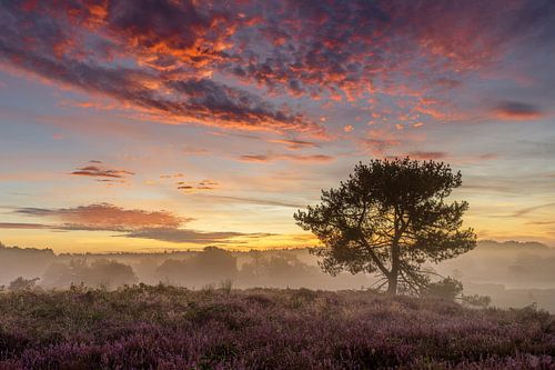 Zonsopkomst Maasduinen bij De Quin met mist