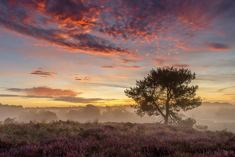 Sunrise Maasduinen at De Quin with fog by Silvia Thiel