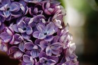 Blauw-paarse hortensia by Martine Verhave thumbnail