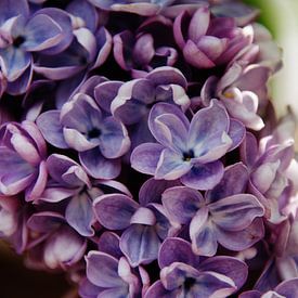 Blauw-paarse hortensia by Martine Verhave