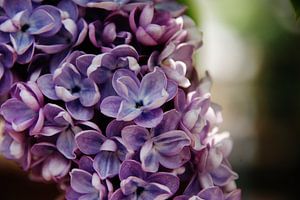 Blauw-paarse hortensia von Martine Verhave