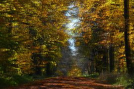 HERBSTTAG 9 von Miroslav Ptacek