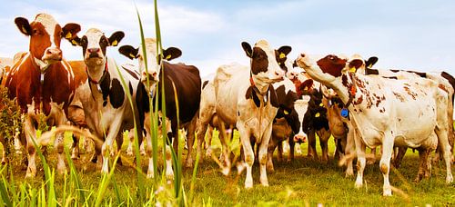 nieuwsgierige koeien vooraan in de wei