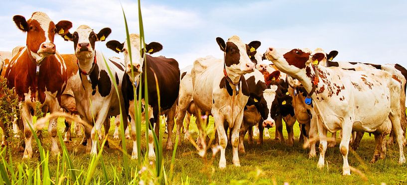 curious cows in the meadow by Miny'S