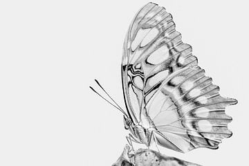 Malachiet vlinder - Siproeta stelenes
