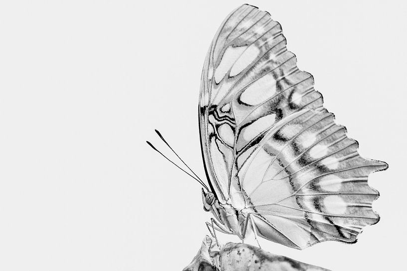 Malachit Schmetterling von Gig-Pic by Sander van den Berg