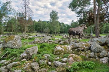 Elanden in de natuur van Zweden van Martin Köbsch