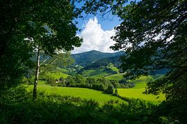 Fenêtre sur la nature à travers les arbres de la forêt noire sur adventure-photos