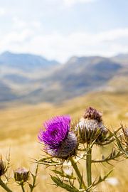 Kardoen omringd door vergezichten van Ellis Kamp