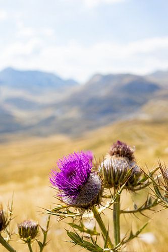 Kardone umgeben von Ausblicken
