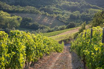 Wijnveld in Costa Vescovato, Piemont, Italie