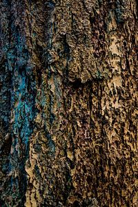 The beauty of the fir tree