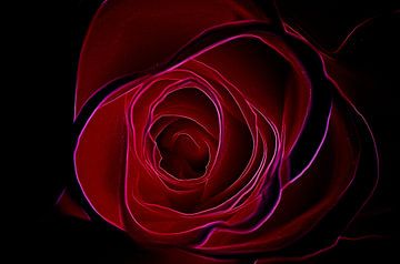 Rote Rose von De Rover