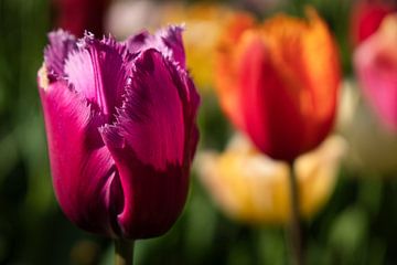 Verschillende gekleurde tulpen in de Keukenhof, Lisse van Anges van der Logt