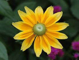 Rauer Garten-Sonnenhut 'Prairie Sun' von Matthias Brix