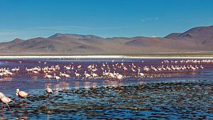 Die Flamingos der Laguna Colorada