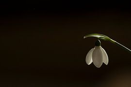 perce-neige
