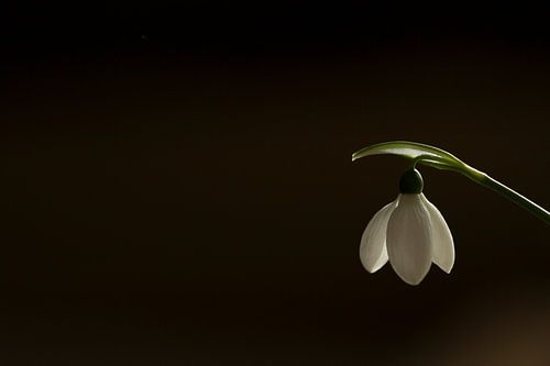 sneeuwklokje