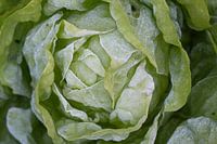 salad with a winter touch