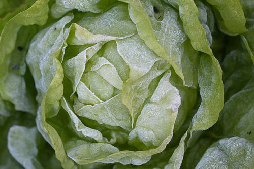 salad with a winter touch