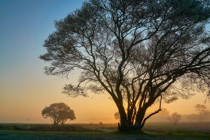 Zonsopkomst op de heide van Ad Jekel