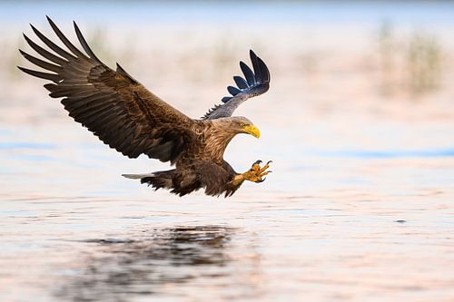 White tailed Eagle trying to catch a fish by Martin Bredewold