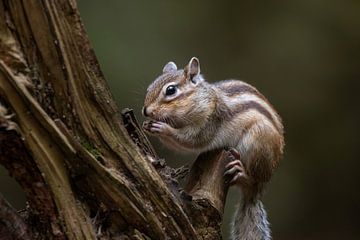 Eating ground squirrel by Wendy van der Klift-Bartelings