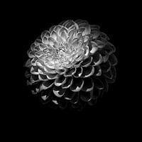 Flower Dahlia