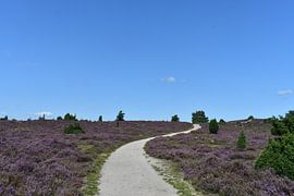 Auf dem Weg durch die Heidelandschaft von Bernard van Zwol