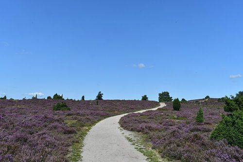 Op weg door de heide
