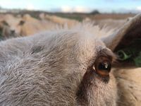 Schaap heel dichtbij