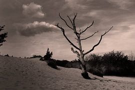 Dead tree on Het Wed by Jan van de Laar